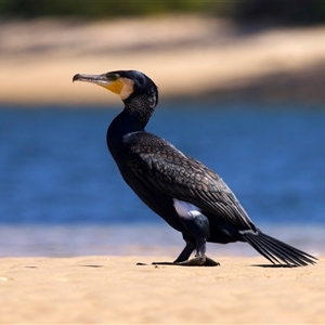 Phalacrocorax carbo at Moruya, NSW - 13 Mar 2025 11:27 AM