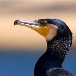 Phalacrocorax carbo at Moruya, NSW - 13 Mar 2025 11:27 AM