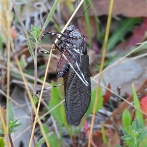Acripeza reticulata at Cotter River, ACT - 9 Mar 2025 03:52 PM