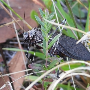 Acripeza reticulata at Cotter River, ACT - 9 Mar 2025 03:52 PM