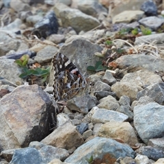 Vanessa kershawi (Australian Painted Lady) at Cotter River, ACT - 9 Mar 2025 by DavidDedenczuk