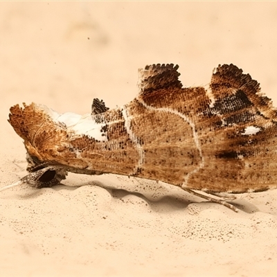 Arrade leucocosmalis (A Hypeninae moth) at Ainslie, ACT - 3 Mar 2025 by jb2602