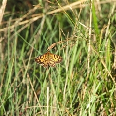 Oreixenica lathoniella at Cotter River, ACT - 9 Mar 2025 by DavidDedenczuk