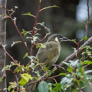 Meliphaga lewinii at Penrose, NSW - suppressed
