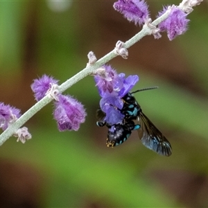 Thyreus sp. (genus) at Penrose, NSW - suppressed