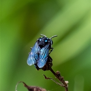 Thyreus sp. (genus) at Penrose, NSW - suppressed