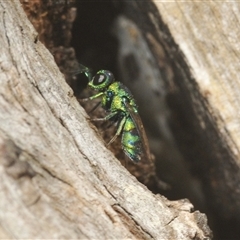 Chrysididae (family) (Cuckoo wasp or Emerald wasp) at Fisher, ACT - 9 Mar 2025 by Harrisi