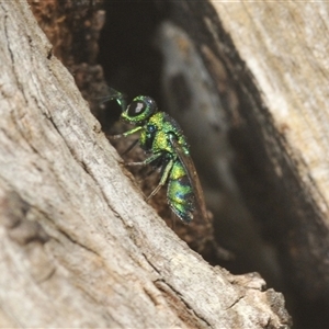 Chrysididae (family) at Fisher, ACT - 9 Mar 2025 01:08 PM