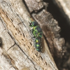 Chrysididae (family) at Fisher, ACT - 9 Mar 2025 01:08 PM