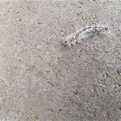 Porela delineata at Penrose, NSW - 12 Mar 2025 05:37 PM