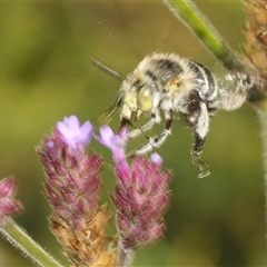 Amegilla sp. (genus) (Blue Banded Bee) at Red Hill, ACT - 13 Mar 2025 by Harrisi