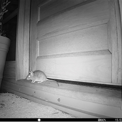 Rattus rattus (Black Rat) at Bungendore, NSW by yellowboxwoodland