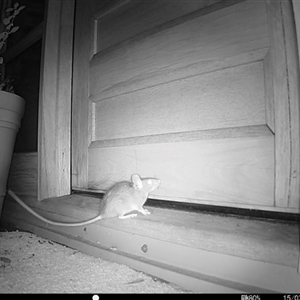 Rattus rattus at Bungendore, NSW - suppressed