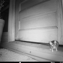 Rattus rattus at Bungendore, NSW - suppressed