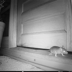 Rattus rattus at Bungendore, NSW - suppressed