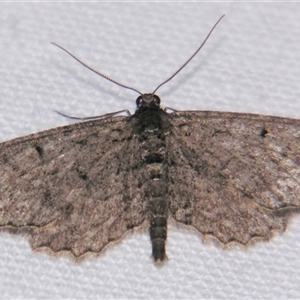 Psilosticha pristis at Bolivia, NSW - suppressed
