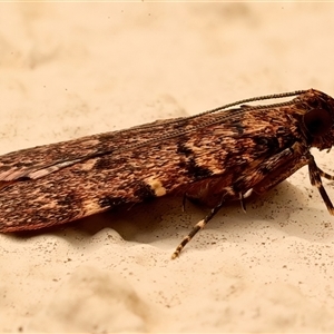 Mimaglossa nauplialis and habitalis at Ainslie, ACT - 3 Mar 2025 10:18 PM