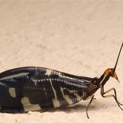 Porismus strigatus (Pied Lacewing) at Ainslie, ACT - 5 Mar 2025 by jb2602