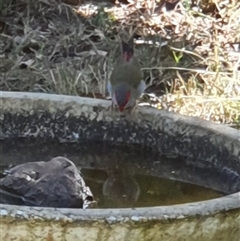 Neochmia temporalis at Bowning, NSW - suppressed