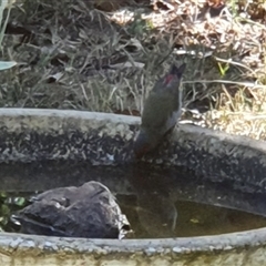 Neochmia temporalis at Bowning, NSW - suppressed