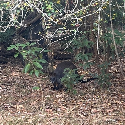 Wallabia bicolor (Swamp Wallaby) at Lysterfield, VIC - 15 Mar 2025 by courtneyb