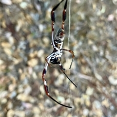 Trichonephila edulis (Golden orb weaver) at Koorawatha, NSW - 14 Mar 2025 by KooragindiJohn