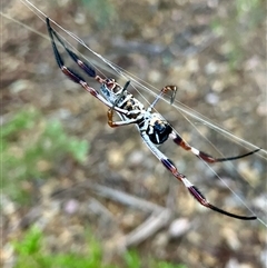 Trichonephila edulis at Koorawatha, NSW - 14 Mar 2025 07:13 PM