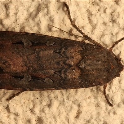 Agrotis infusa (Bogong Moth, Common Cutworm) at Ainslie, ACT - 5 Mar 2025 by jb2602