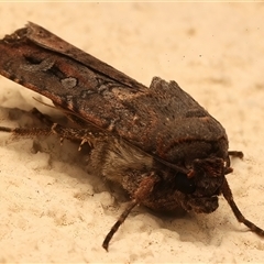 Agrotis infusa at Ainslie, ACT - 5 Mar 2025 09:07 PM