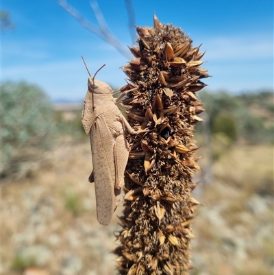 Goniaea australasiae (Gumleaf grasshopper) at Canowindra, NSW - 15 Mar 2025 by Bronj