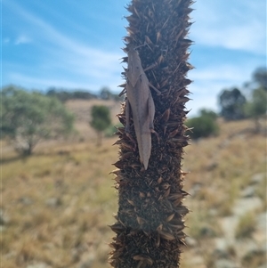 Goniaea australasiae at Canowindra, NSW - 15 Mar 2025 12:41 PM