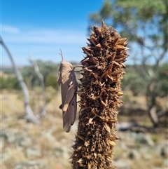 Goniaea australasiae at Canowindra, NSW - 15 Mar 2025 12:41 PM