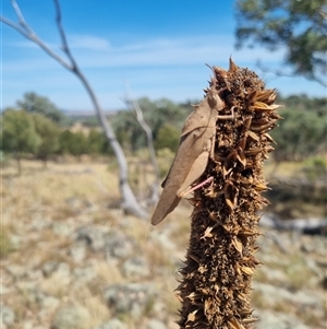 Goniaea australasiae at Canowindra, NSW - 15 Mar 2025 12:41 PM