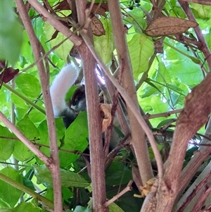 Pseudocheirus peregrinus at Cook, ACT - suppressed