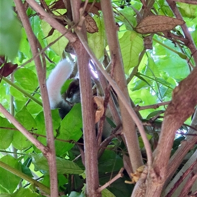 Pseudocheirus peregrinus (Common Ringtail Possum) by Jennybach