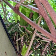 Pseudocheirus peregrinus at Cook, ACT - suppressed