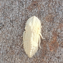 Ledromorpha planirostris (A leafhopper) at Throsby, ACT - 14 Mar 2025 by Kelly123456