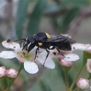 Hylaeus (Hylaeorhiza) nubilosus at Hall, ACT - 10 Mar 2025 03:44 PM