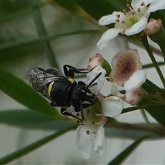 Hylaeus (Hylaeorhiza) nubilosus at Hall, ACT - 10 Mar 2025 03:44 PM