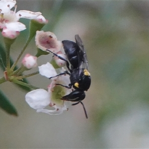 Hylaeus (Hylaeorhiza) nubilosus at Hall, ACT - 10 Mar 2025 03:44 PM