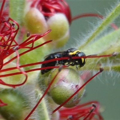 Hylaeus (Gnathoprosopis) amiculinus (Hylaeine colletid bee) at Hall, ACT - 6 Mar 2025 by Anna123