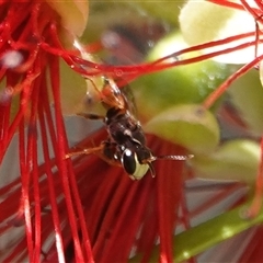 Hylaeus (Prosopisteron) littleri (Hylaeine colletid bee) at Hall, ACT - 14 Mar 2025 by Anna123