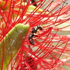 Hylaeus sp. (genus) (A masked bee) at Hall, ACT - 5 Mar 2025 by Anna123