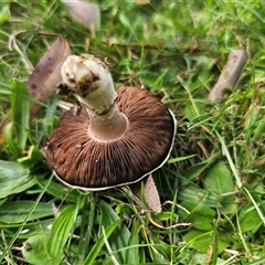 Agaricus sp. at Captains Flat, NSW - 15 Mar 2025 02:29 PM
