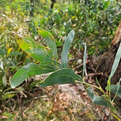 Acacia falciformis (Broad-leaved Hickory) at Palerang, NSW - 14 Mar 2025 by Csteele4