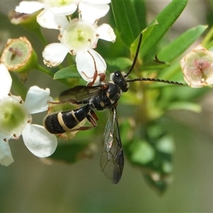 Lasioglossum (Australictus) peraustrale at Hall, ACT - 14 Mar 2025 10:09 AM