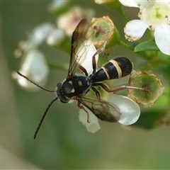 Lasioglossum (Australictus) peraustrale at Hall, ACT - 14 Mar 2025 10:09 AM