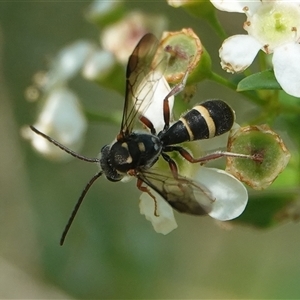 Lasioglossum (Australictus) peraustrale at Hall, ACT - 14 Mar 2025 10:09 AM