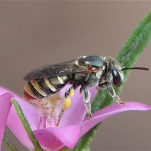 Lipotriches (Austronomia) phanerura at Hall, ACT - 10 Feb 2025 04:51 PM