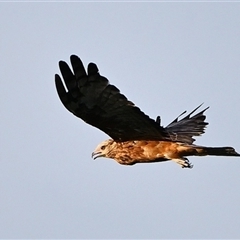 Lophoictinia isura at Tahmoor, NSW - suppressed